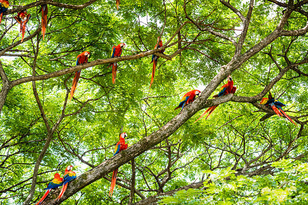 xxxl: gregge di ibis macaws nella natura - tropical rainforest rainforest costa rica tree area foto e immagini stock