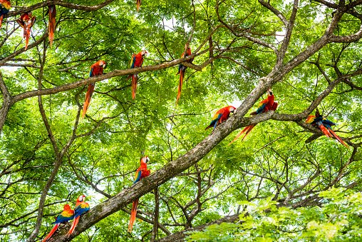 A flock of scarlet macaws, Ara macao, in a tree living in the wild.  Taken in Guanacaste, Costa Rica
