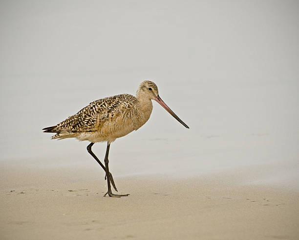 10+ Godwit birds free images