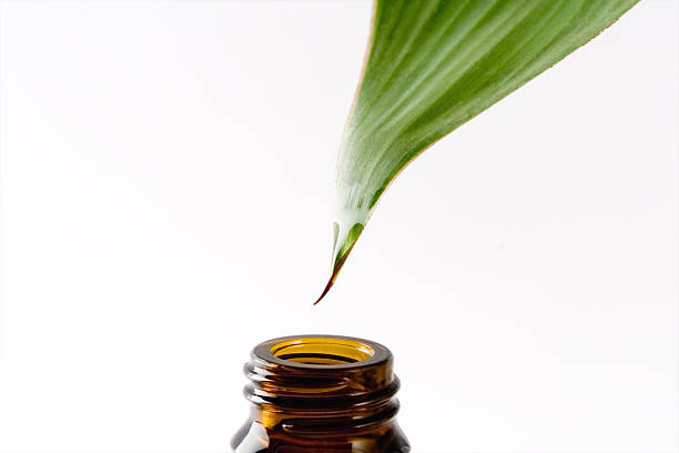 essência de plantas - drop herbal medicine leaf perfume imagens e fotografias de stock