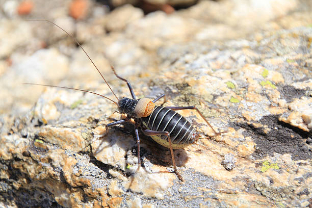 istock bush cricket, typical of the Sierra de Madrid 483099111