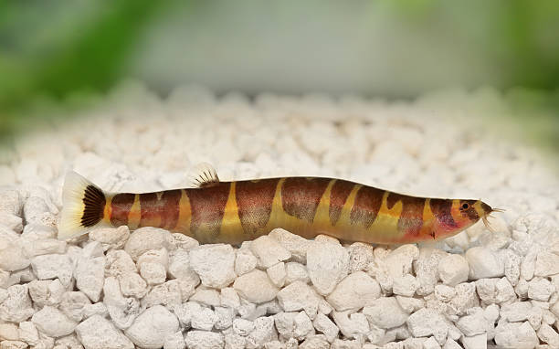 Kuhli Loach Catfish Pangio kuhlii freshwater aquarium fish Kuhli Loach Catfish Pangio kuhlii freshwater aquarium fish  barbel stock pictures, royalty-free photos & images