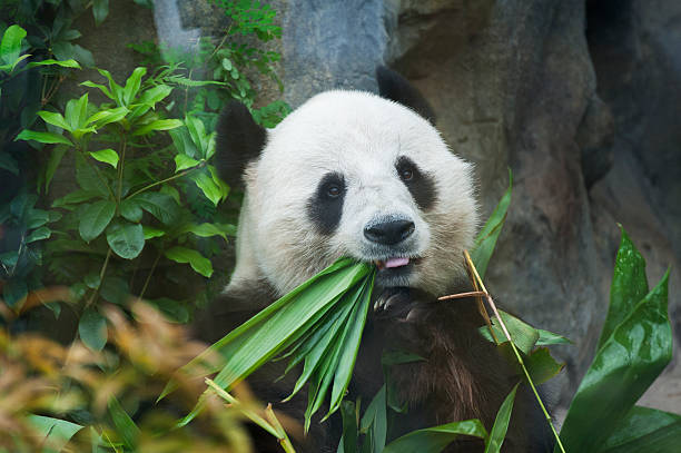 자이안트판다 베어 - panda giant panda china eating 뉴스 사진 이미지