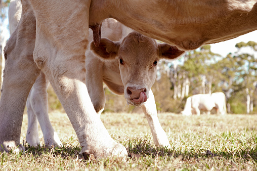 Calf takes another lick after drinking milk from mother's udder.