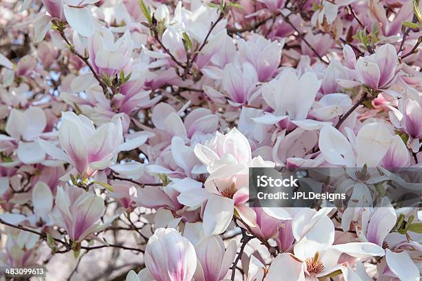 Deciduous Magnolia Tree In Full Bloom Stock Photo - Download Image Now - Botany, Branch - Plant Part, Close-up