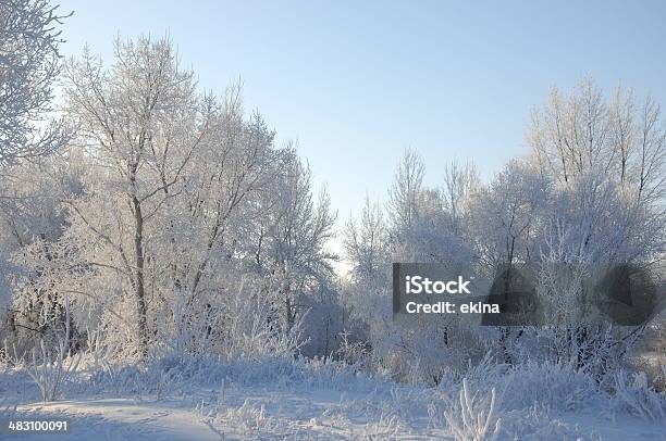 Trees Covered With Rime Stock Photo - Download Image Now - Beauty, Beauty In Nature, Birch Tree