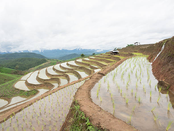 istock Young Rice ready to growing in rice fields on terraced 483100324