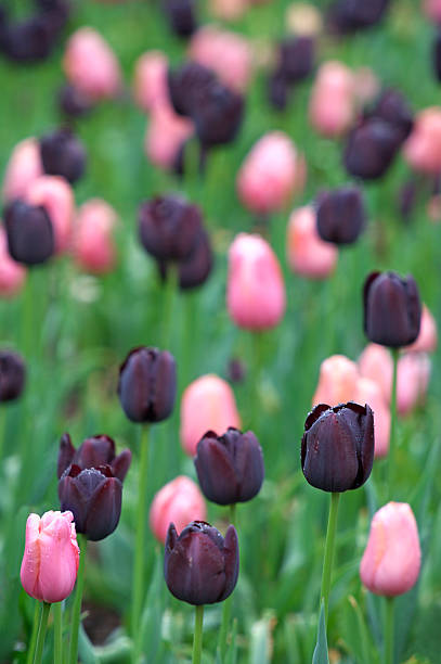 black and pink tulips Queen of the Night "black" tulips and pink tulips mixed together in an English garden. Shallow depth of field with focus on one black and one pink tulip in the foreground. night blooming cereus stock pictures, royalty-free photos & images