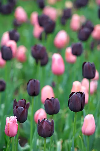 Photo of black and pink tulips