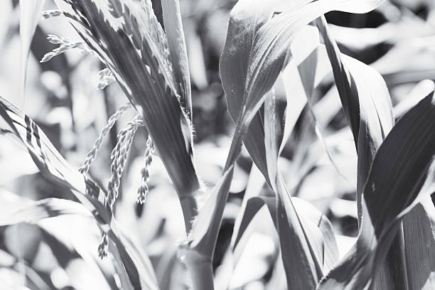 istock Sweetcorn in the Vegetable Garden 483101476