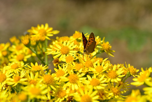 Macro image of an insect on a St.John's Wort plant.
