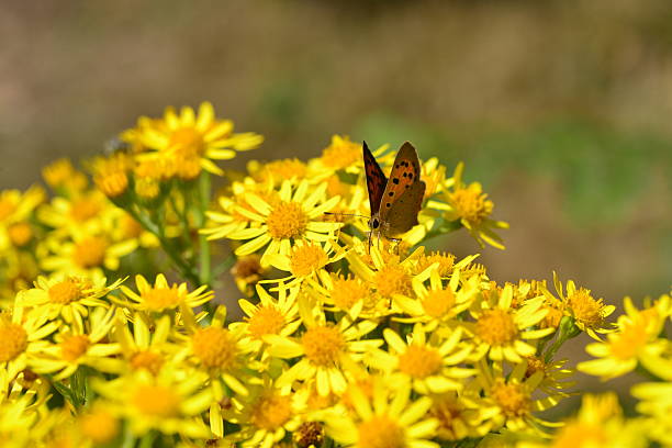 lycaena phlaes, u. k. - small copper butterfly imagens e fotografias de stock