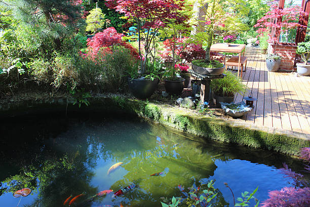 Photo showing a large pond in the back garden, stocked with brightly coloured koi carp.  The pond is edged with a small brick wall, while an area of decking is positioned next door, where the garden table and chairs is standing.