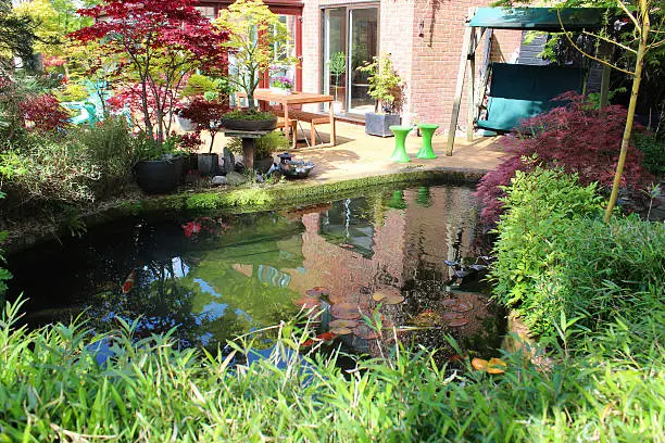 Photo showing part of a Japanese back garden next to a modern red-brick house.  A large koi pond is pictured sitting next to an area of timber decking, where a table and chairs is positioned.  Water lilies are growing in the pond, while a bamboo hedge hides the edges.