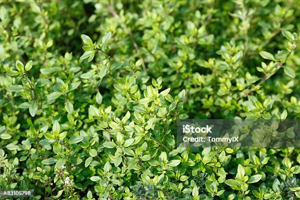Lemon Thyme Stock Photo - Download Image Now - Lemon Thyme, 2015, Close-up