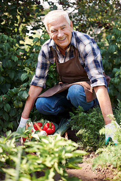 istock Harvesting fresh vegetable in the garden 483106146