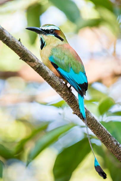 turquoise motmot à sourcils noirs - ortalide motmot photos et images de collection