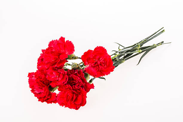 istock closeup carnation flower on white background 483106352