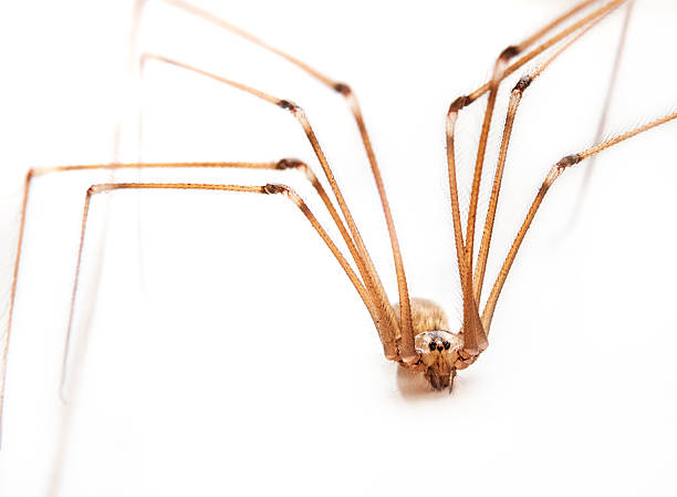 istock Close up Of A Long Legged Spider 483106682