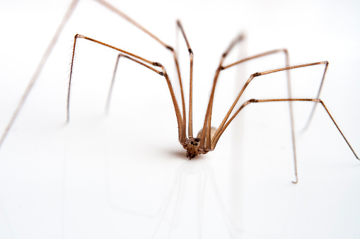 A Macro Photograph Of A Daddy Long Legs Or Cellar Spider On A White Background