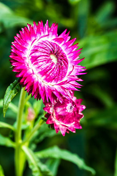 istock closeup helichrysum flower 483106858
