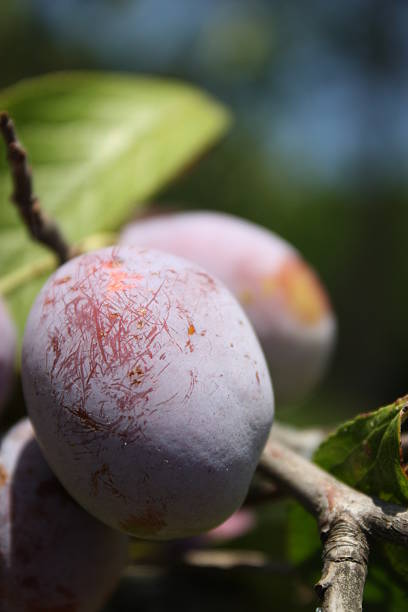 istock Delicious blue plums on the plum tree under blue sky 483107008
