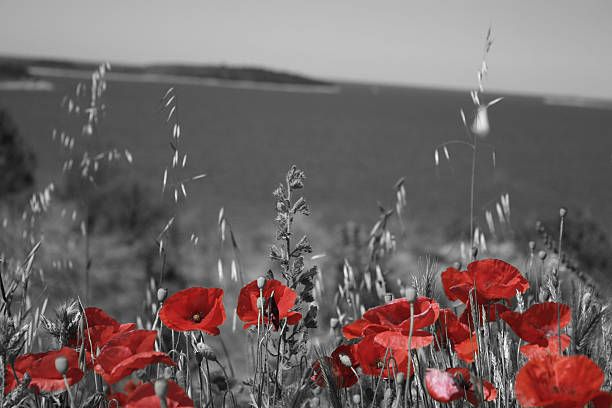 istock Poppy just red off the coast 483107340