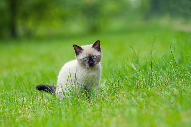istock Cute kitten relaxing on the grass 483107378