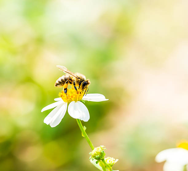 istock bee eat pollen of flower 483107978