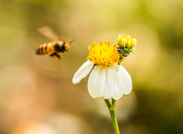 istock bee eat pollen of flower 483108152