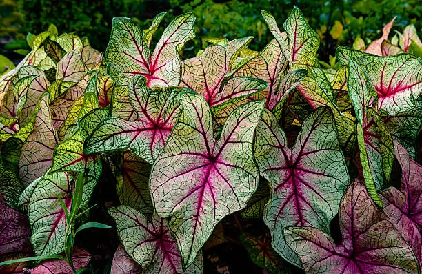 Large colorful leaves of caladium plant also known as elephant ears in full bloom during summer.