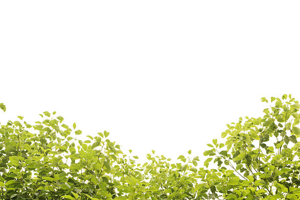Foreground of Leaves isolated on white
