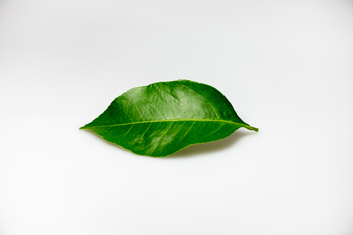 green leaf of lemon tree