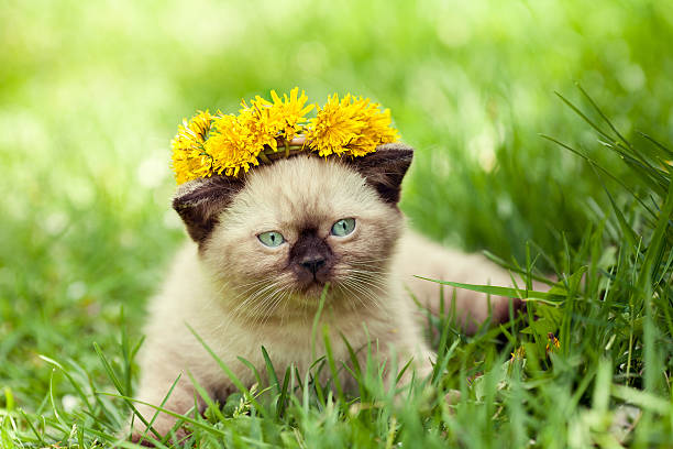 istock Little siamese kitten wearing a crown of dandelions 483111664