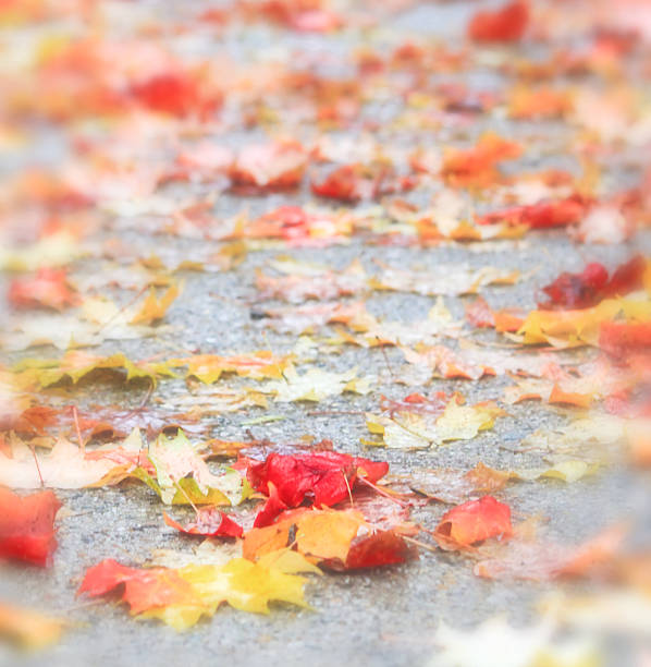 istock Wet autumn maple leaves 483112684