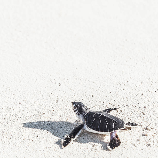 바다 거북이 신생아 닿음 바다 하얀 모래. - sea turtle square shape square endangered species 뉴스 사진 이미지