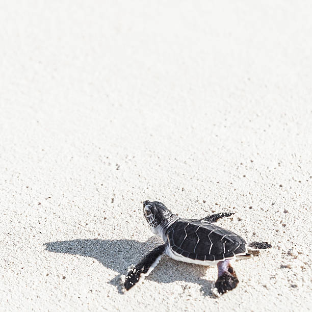 tartaruga marinha recém-nascido alcançar o mar na areia branca. - sea turtle square shape square endangered species imagens e fotografias de stock