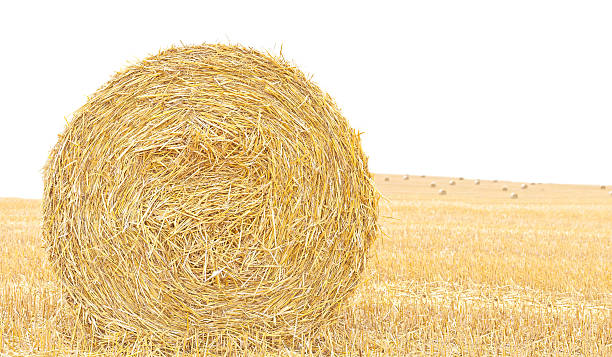 istock Hay bale isolated close up background with space for text. 483112754