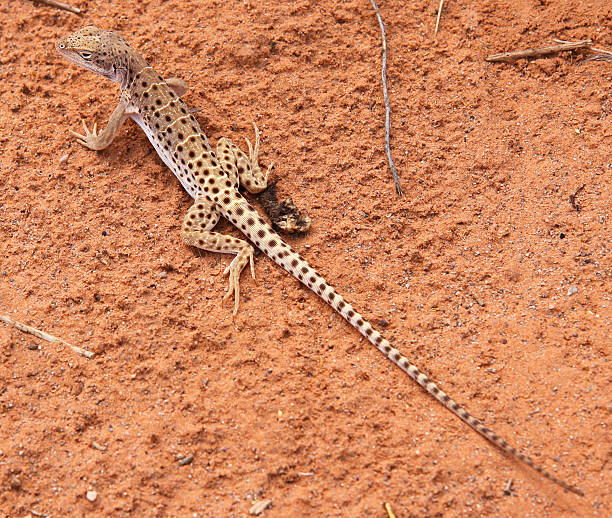 istock Long Nosed Leopard Lizard (male) in Arches National Park 483113554