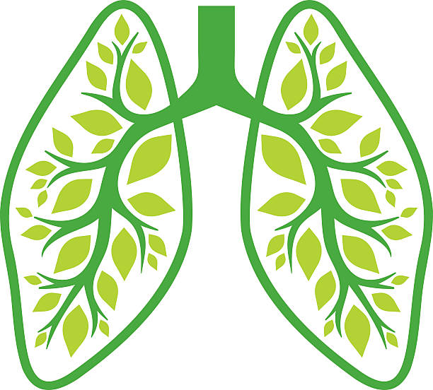 природа легких - human lung healthy lifestyle healthcare and medicine green stock illustrations