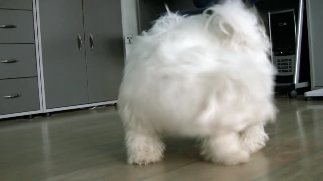 HD: Dog Chasing Its Own Tail
