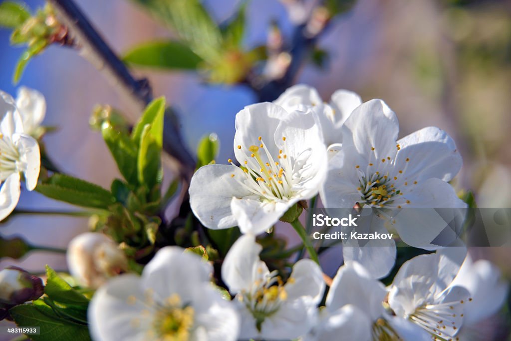 Gros plan branche de fleurs de printemps - Photo de Agriculture libre de droits