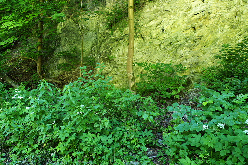 Forest with plants ,trees and stone wall
