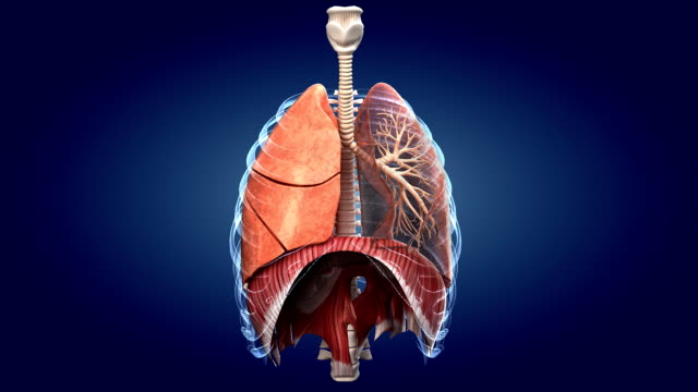 514 Smokers Lungs Stock Videos and Royalty-Free Footage - iStock | Lung  cancer, Heart disease, Healthy lungs