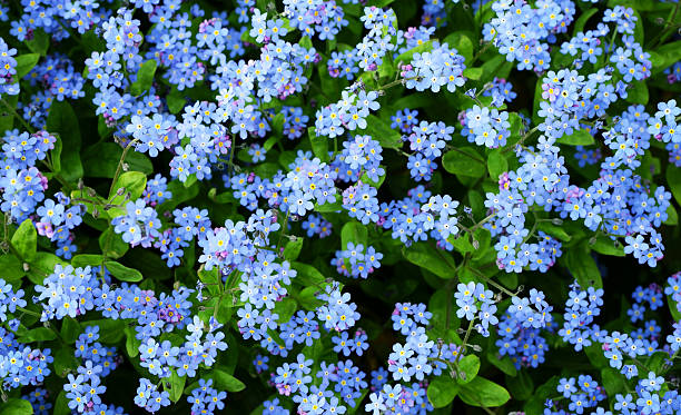 myosotis des fleurs - forget me not flower flower head blue photos et images de collection