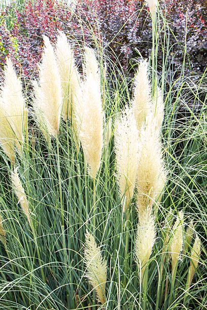 istock green hedge with group of rods pond 483116388
