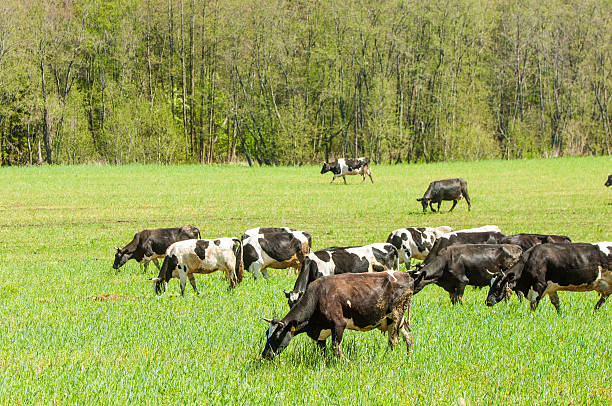 istock cow. kine. beefs. beef. bossy. neat 483116539