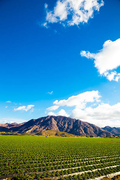 istock Strawberry Field and Mountains 483116627