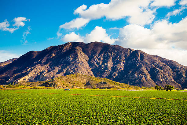 istock Strawberry Field and Mountains 483116675