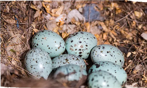 Black and blue jackdaw eggs